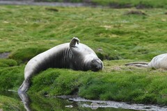 Mirounga leonina