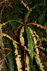 Oleandra pistillaris