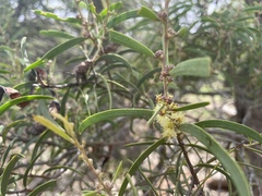 Acacia oswaldii