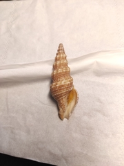 Funa jeffreysii