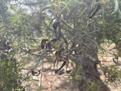 Acacia oswaldii