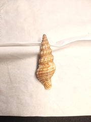 Funa jeffreysii