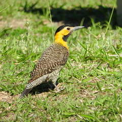 Colaptes campestris