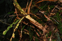 Oleandra pistillaris