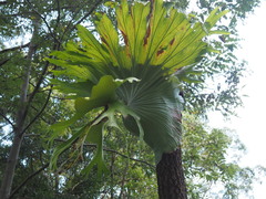 Platycerium superbum