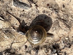 Gastrodontidae