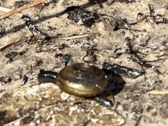 Gastrodontidae