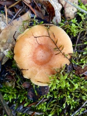 Lactarius xanthogalactus