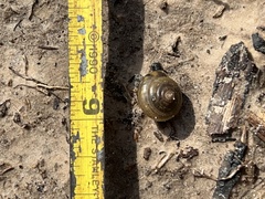 Gastrodontidae