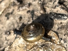 Gastrodontidae