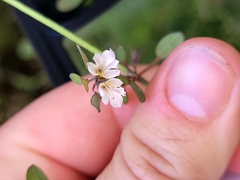 Teucrium parvifolium
