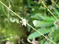 Teucrium parvifolium