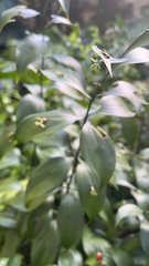 Ruscus