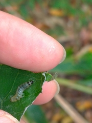 Haritalodes derogata
