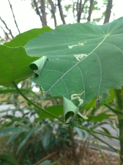 Haritalodes derogata