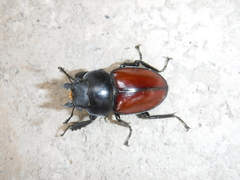 Neolucanus swinhoei