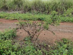 Indigofera suffruticosa