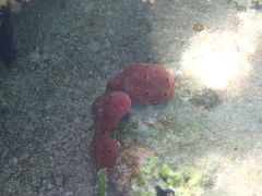 Amphimedon compressa