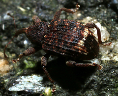 Conotrachelus posticatus