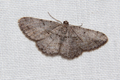 Psilalcis isombra
