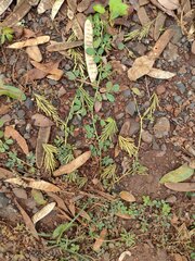 Indigofera spicata