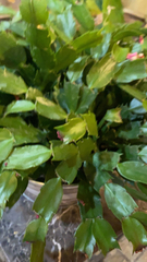 Schlumbergera truncata