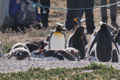 Aptenodytes patagonicus