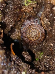 Discus rotundatus