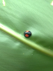 Phrynocaria unicolor