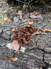 Phaeotremella foliacea