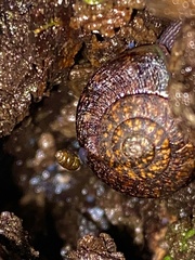 Discus rotundatus