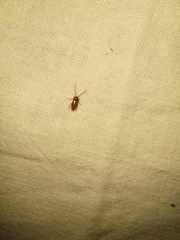 Ptilodactyla