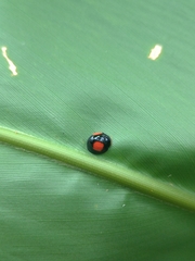 Phrynocaria unicolor