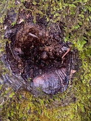 Discus rotundatus