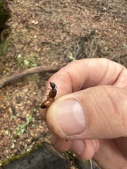 Camponotus sansabeanus