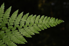 Microlepia setosa