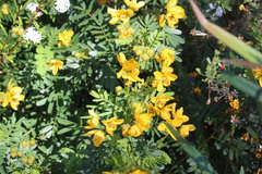 Senna barronfieldii