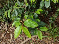 Chrysophyllum oliviforme