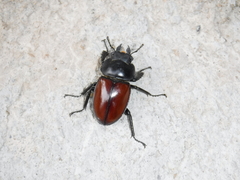 Neolucanus swinhoei