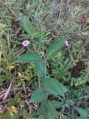Lantana trifolia