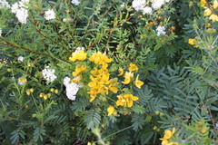 Senna barronfieldii