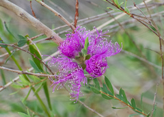 Melaleuca thymifolia