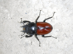 Neolucanus swinhoei