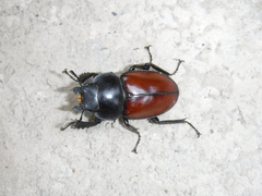 Neolucanus swinhoei