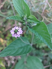 Lantana trifolia