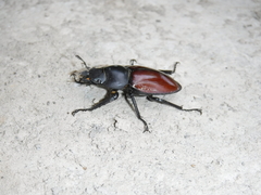 Neolucanus swinhoei