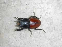 Neolucanus swinhoei