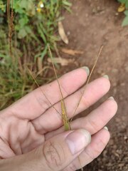 Digitaria violascens