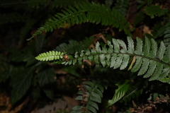 Polystichum lentum