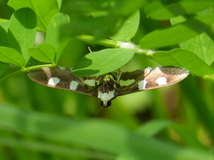 Desmia funeralis